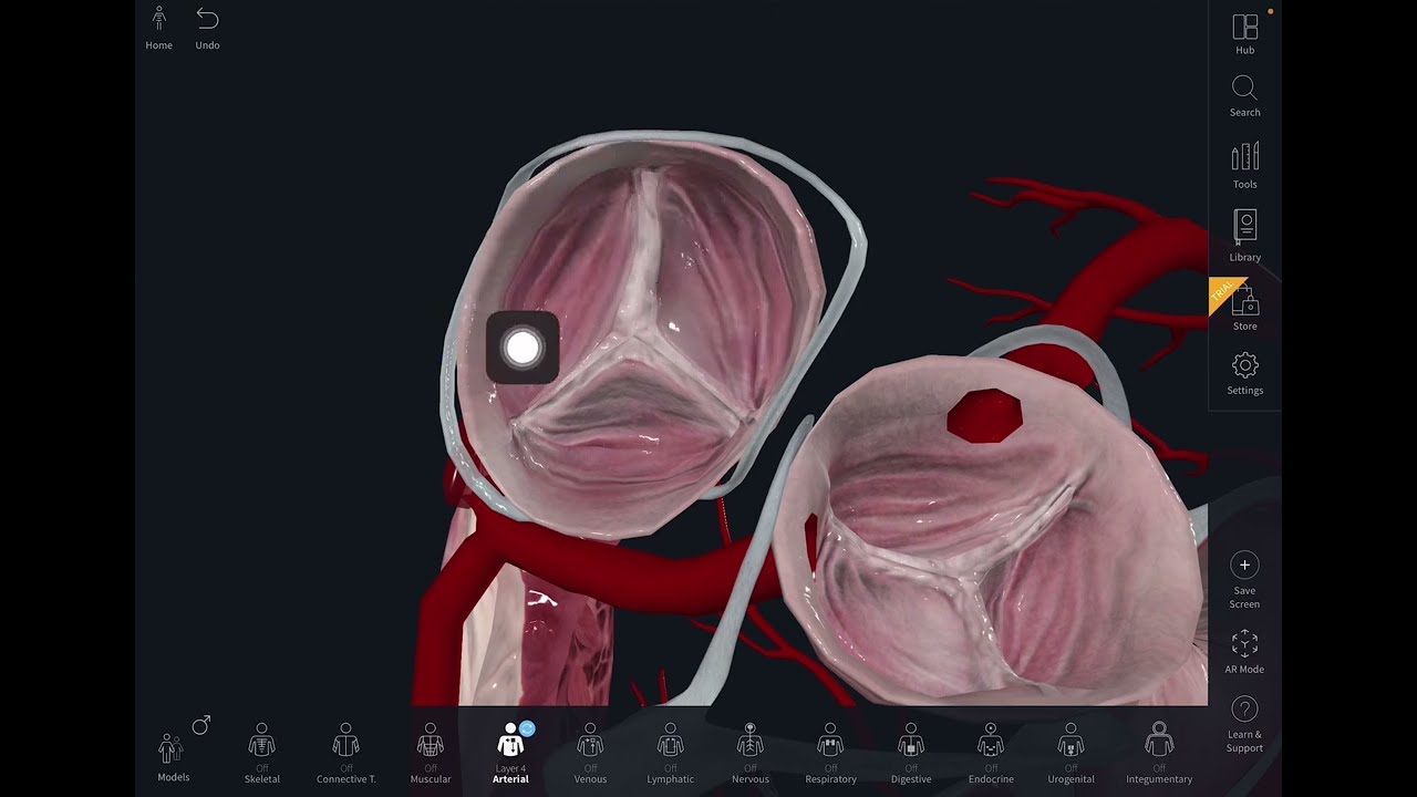 Fibrous Skeleton of the Heart | Visualization in Bangla | Soft Part Anatomy Thorax