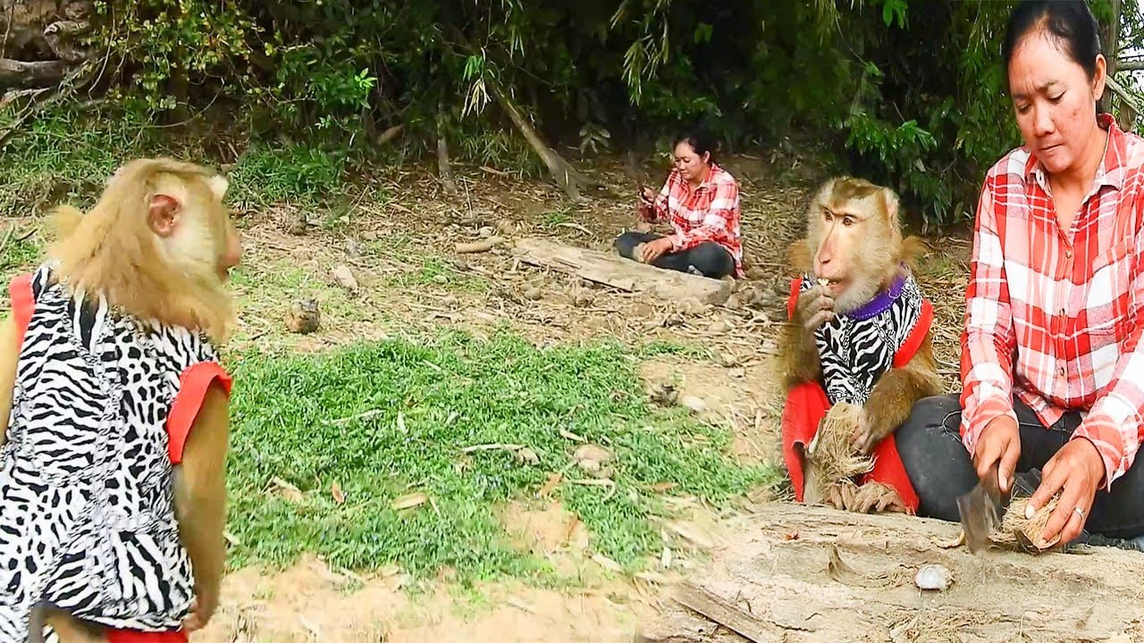 When SokYaa Meets Mother… A Small Moment with a Big Heart 🐒❤️ #HeartTouching