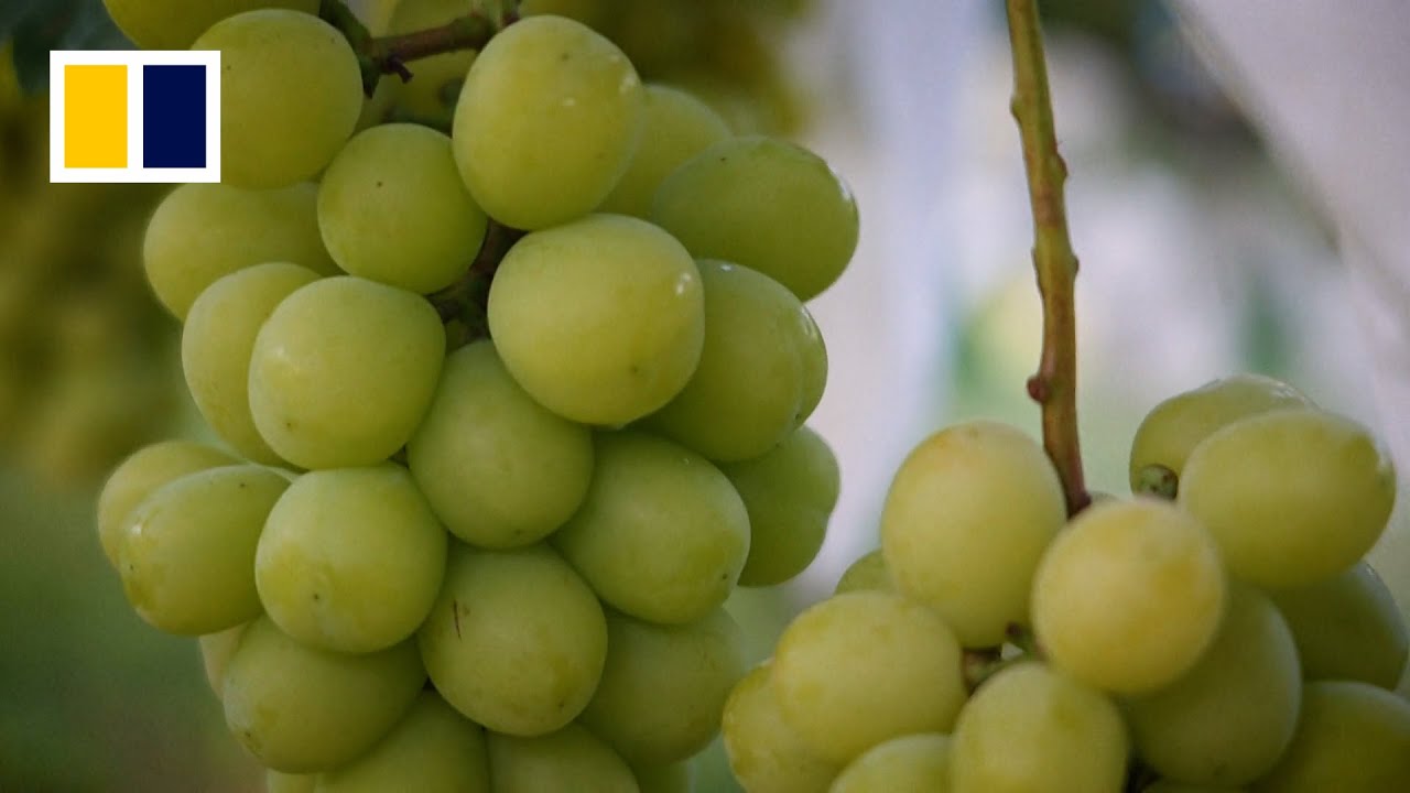 Japan battles to protect its precious grape