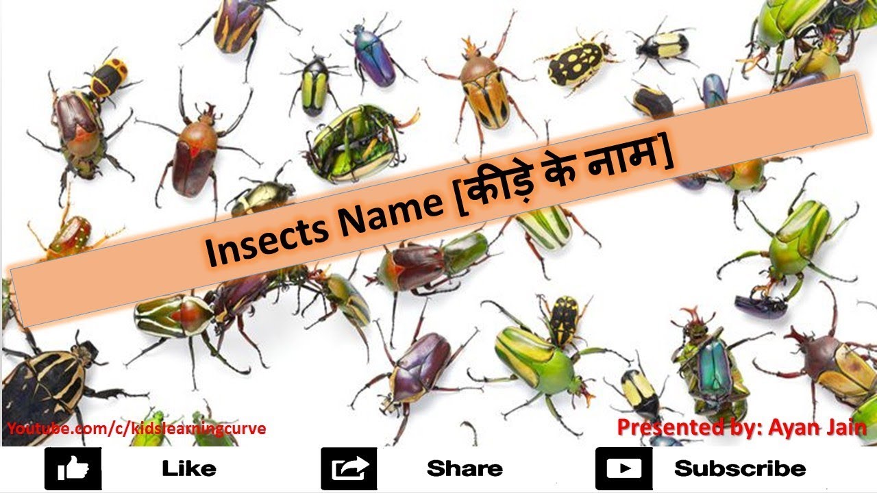#AyanJain 26 Insects Name (कीड़े के नाम):: Ayan Jain