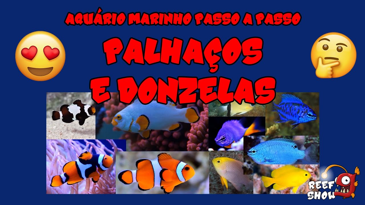 PALHAÇOS E DONZELAS para AQUÁRIO - DICAS de como ESCOLHER - Aquário Marinho Passo a Passo #16