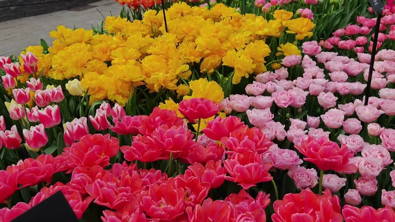 2025.4.8-荷蘭庫肯霍夫花園Keukenhof