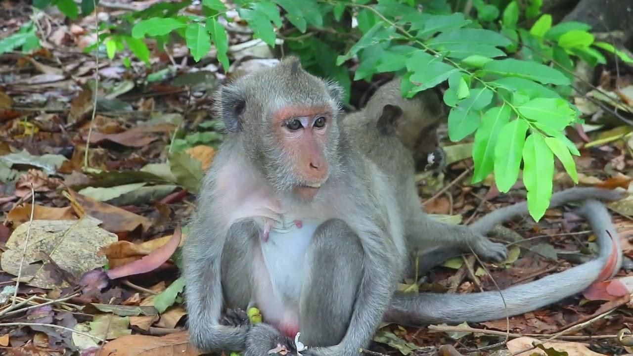 Mama Jade Sit With Her Daughter Javor Beside Small Tree then Find food