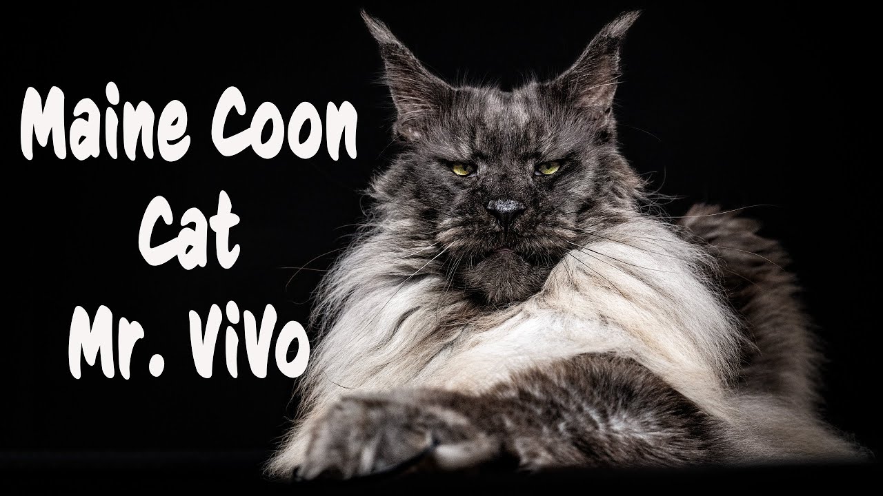 The most handsome Maine Coon cat in the world.