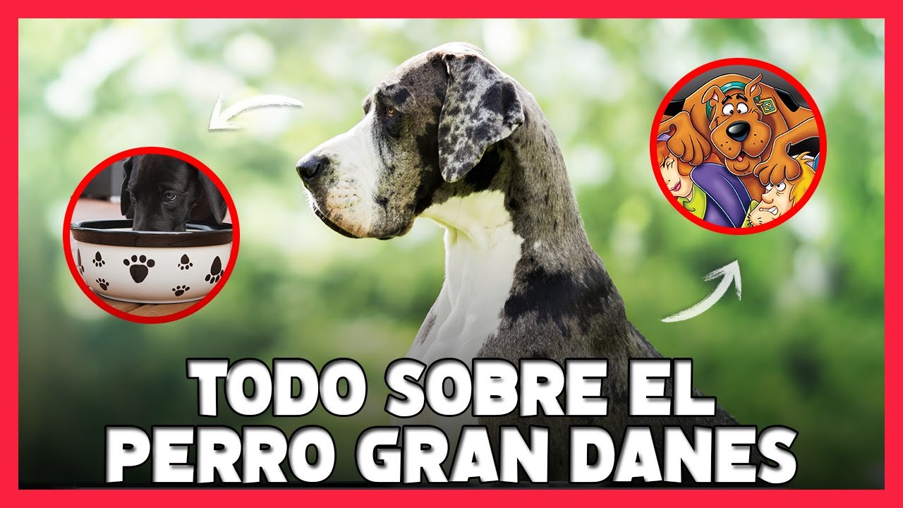 GRAN DANÉS 🐾 Características, Datos y Curiosidades