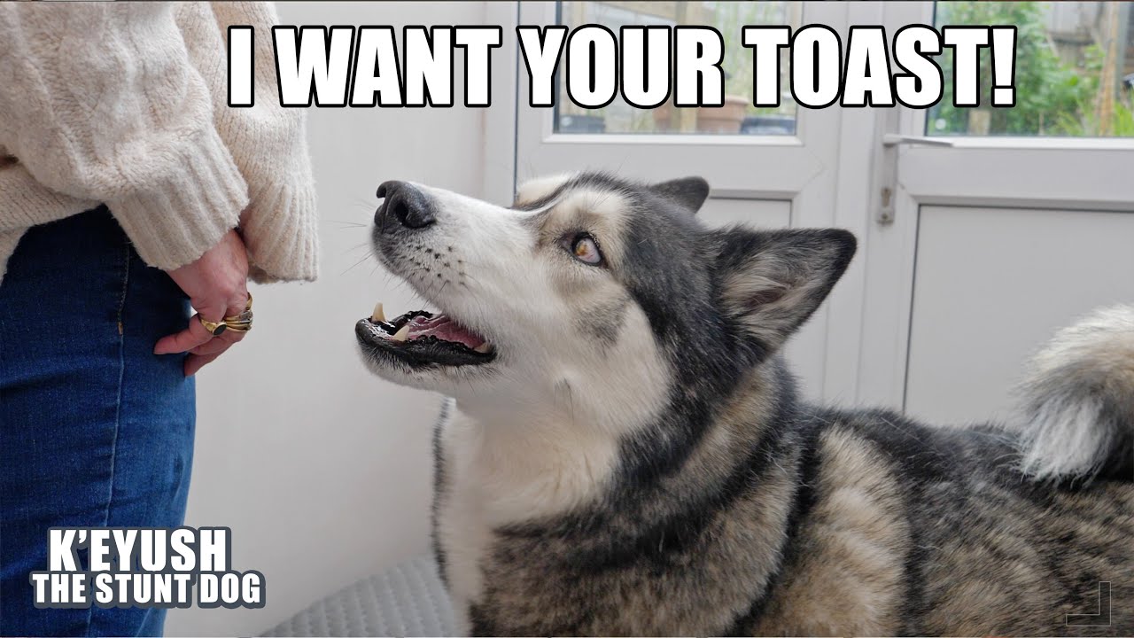 Trying To EAT In Front of A HUSKY! Arguing With My Mum!