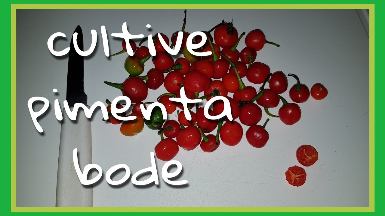 Pimenta bode - como plantar