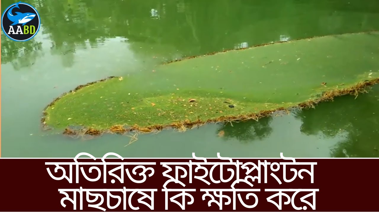 অতিরিক্ত ফাইটোপ্লাংটন কেন হয় কি ক্ষতি করে প্রতিকারের জন্য কি করবেনWhy Bloom Occur, How We Control It