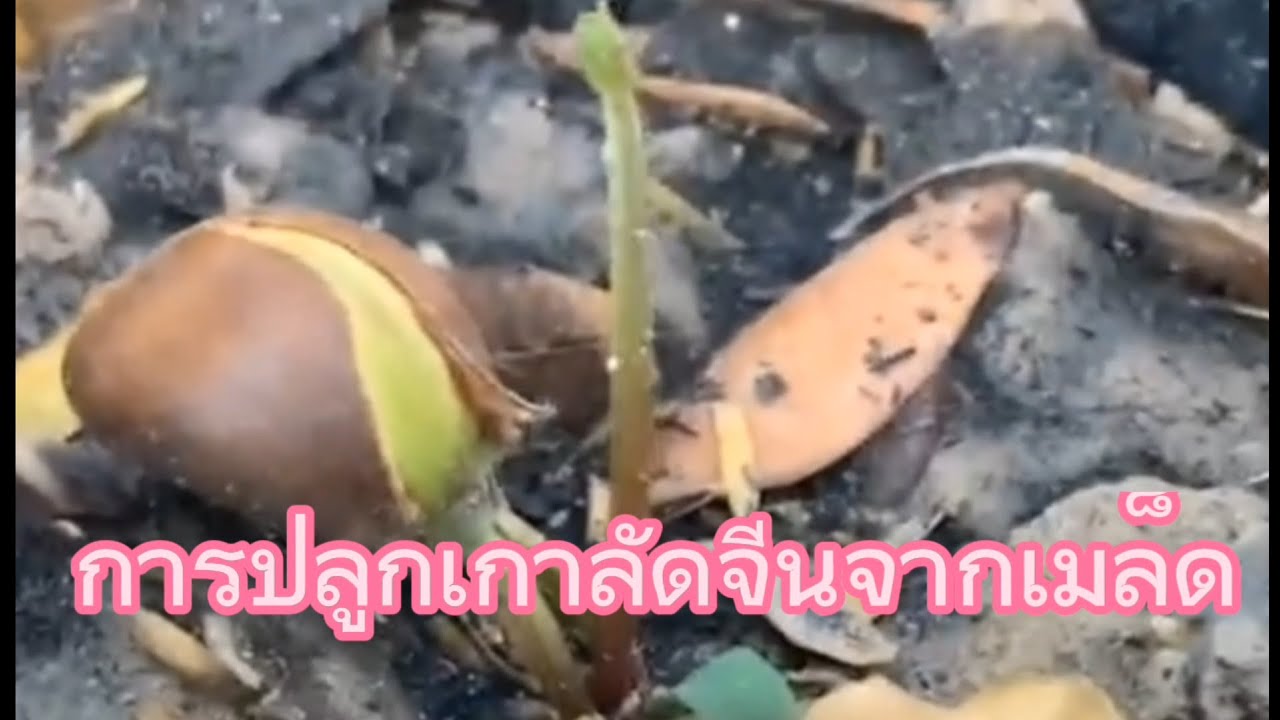 การปลูกเกาลัดจีนจากเมล็ด (รวมเทคนิค และสภาพปัญหา พร้อมข้อแนะนำ)