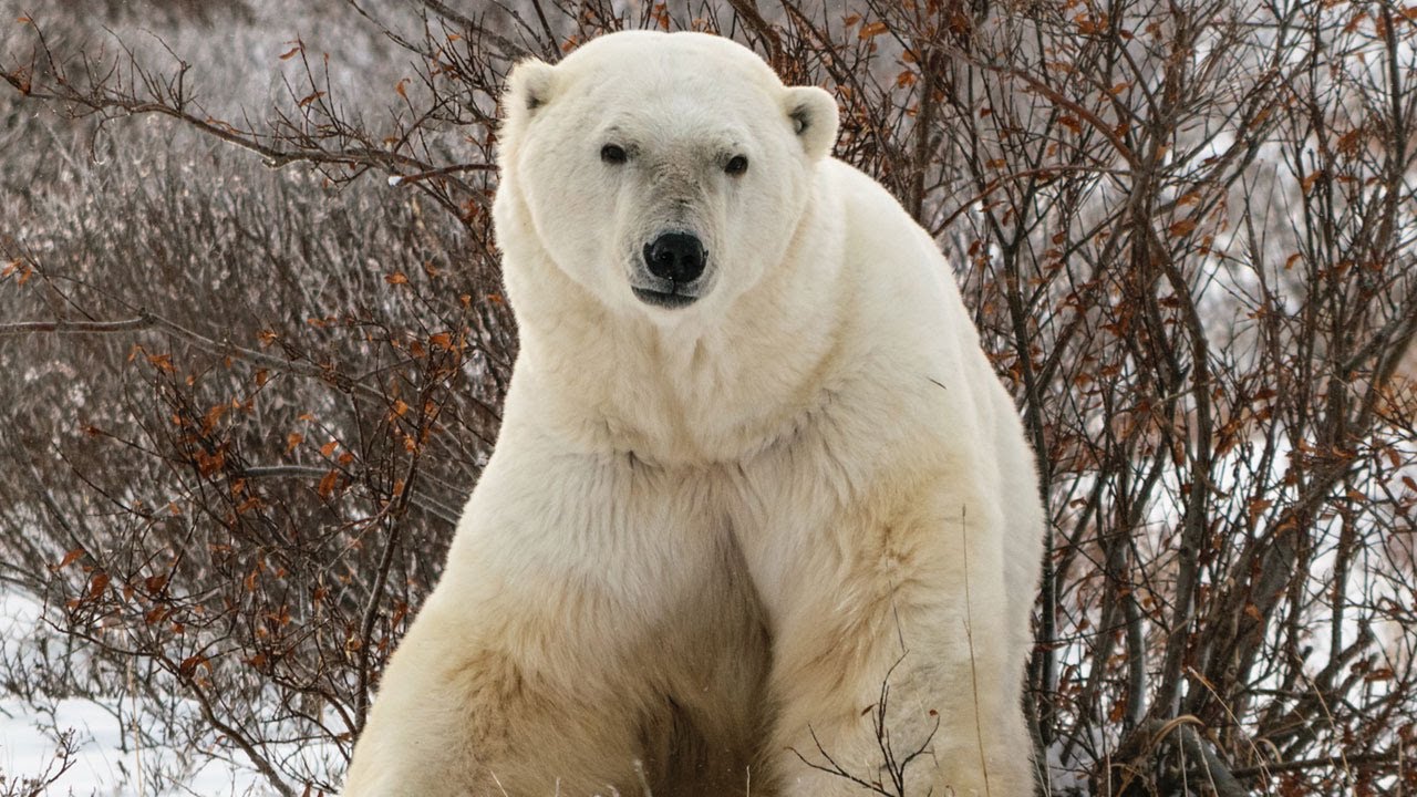 Living with Polar Bears