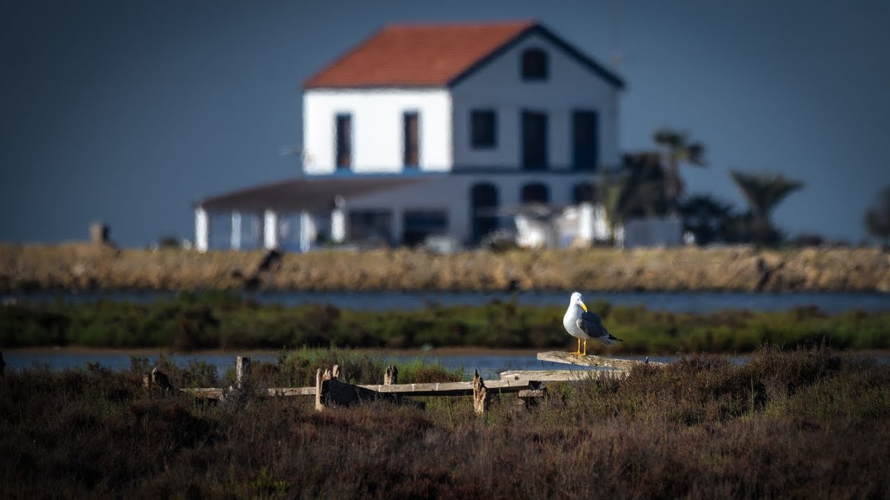 Paseo fotogr&aacute;fico (paisajes, aves lim&iacute;colas...) por el Mar Menor (Regi&oacute;n de Murcia)