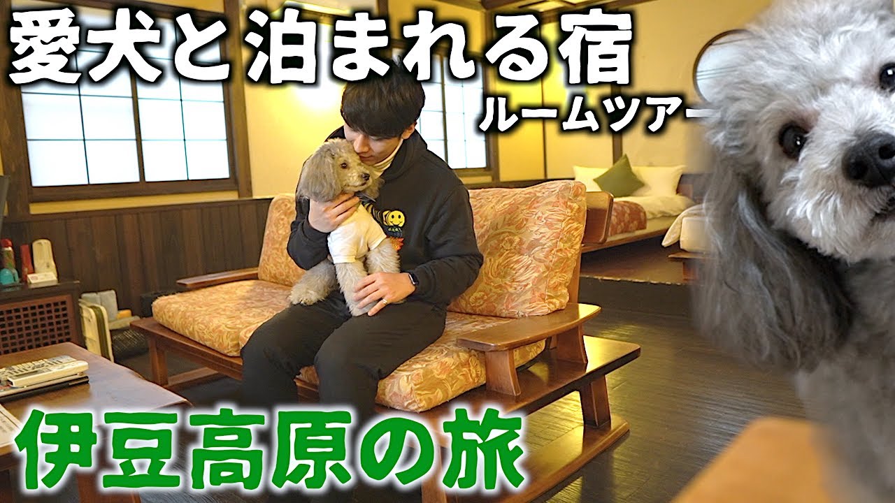 🐶愛犬と行く伊豆高原の旅　ペットと泊まれる露天風呂付きの宿ルームツアー編【トイプードル】