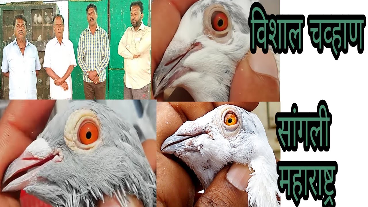 VISHAL BHAI KE MADRASI PIGEON (KABUTAR).sangali MAHARASHTRA.