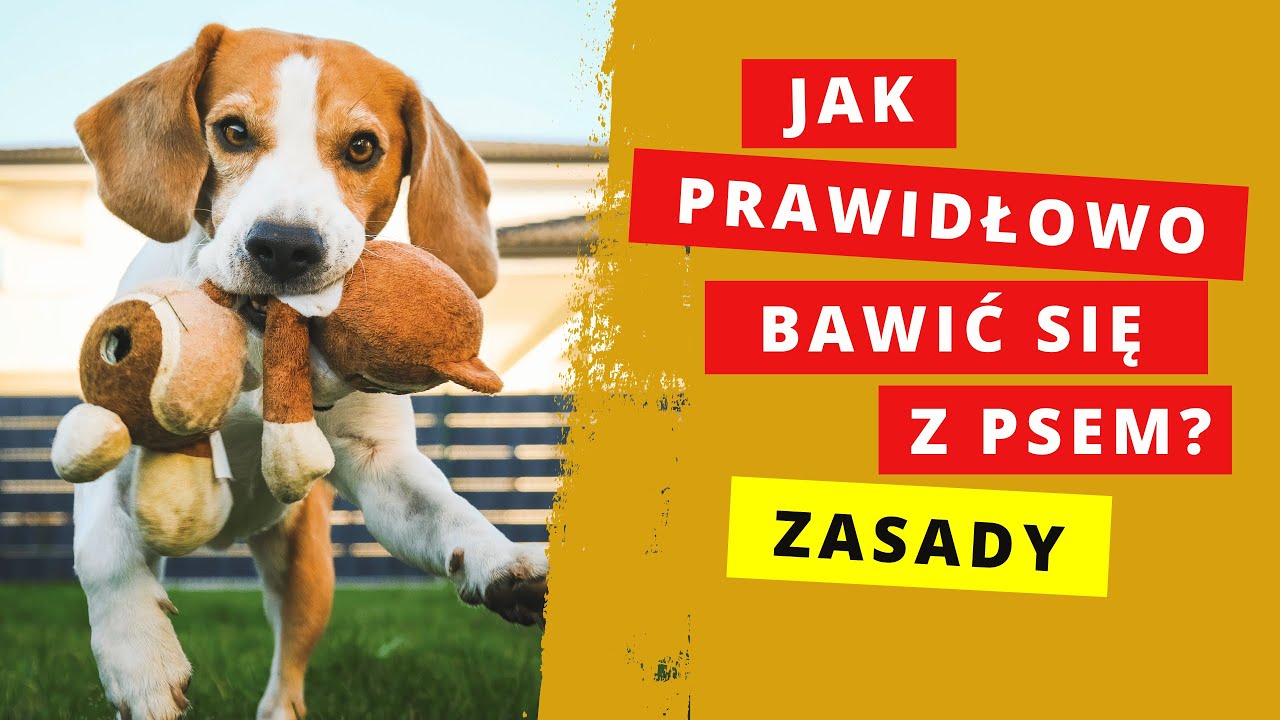 Jak bawić się z psem!🤔