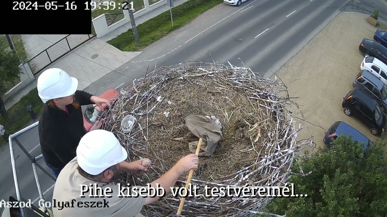 Egy gólyamentés krónikája - Aszód, 2024. május 16.
