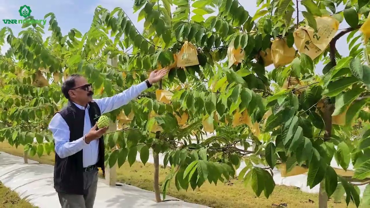 Introduction & Cultivation Practices of Lakshmanphal VNR Uttam Anonna atemoya