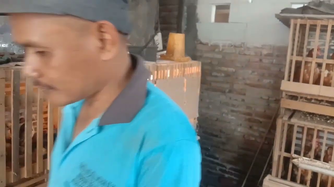 inspirasi usaha ternak ayam petelur,milik pk holili#bang ali deso