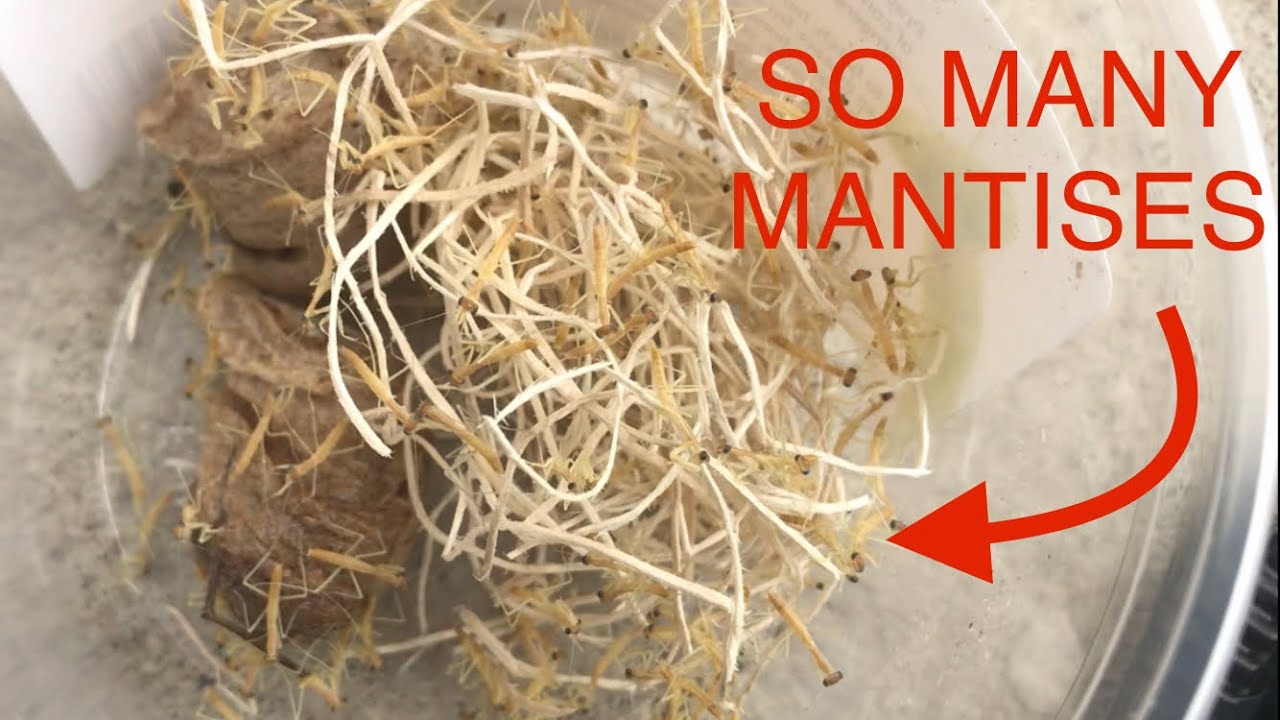 Praying Mantis Eggs Hatched! So Many Mantises!