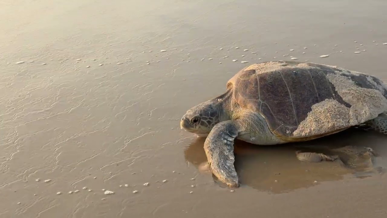 Turtle going into the sea from sea shore. #marinelife #turtle #turtles 