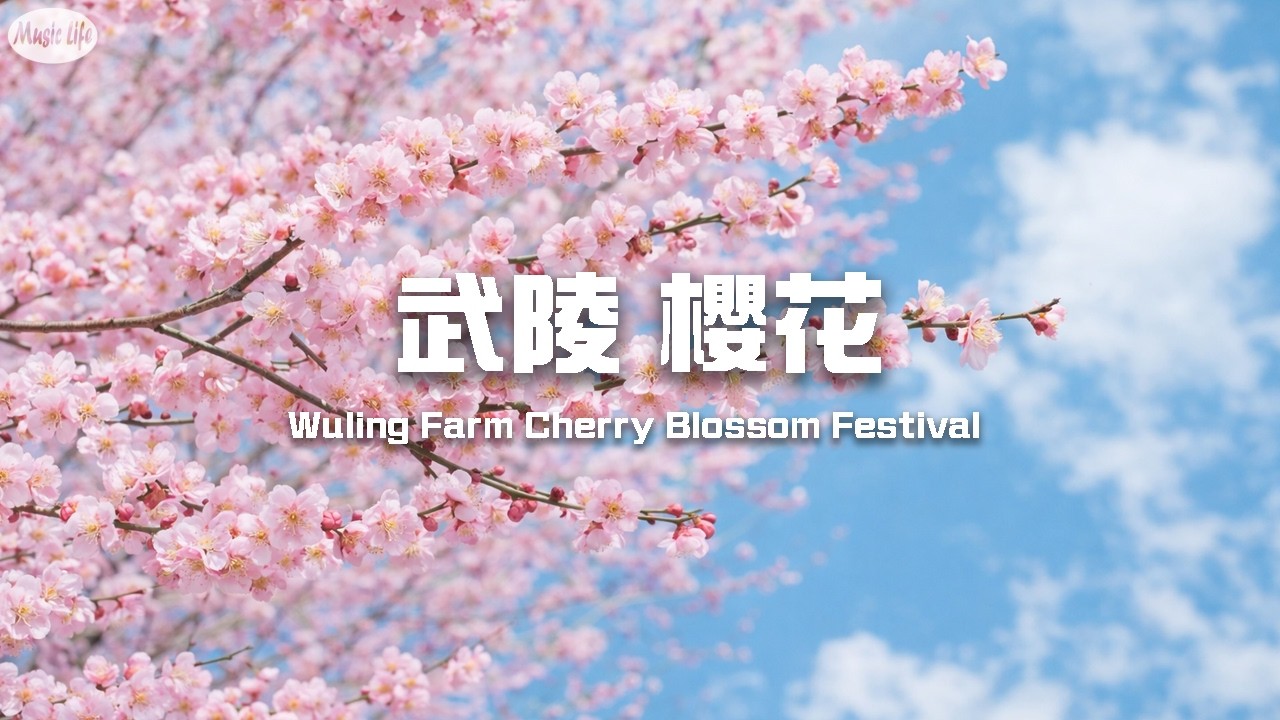 武陵農場櫻花季前夕 雲海環繞的中橫山脈  春日浪漫鋼琴曲 Before Full Bloom – Wuling Farm Cherry Blossoms & Romantic Spring Piano