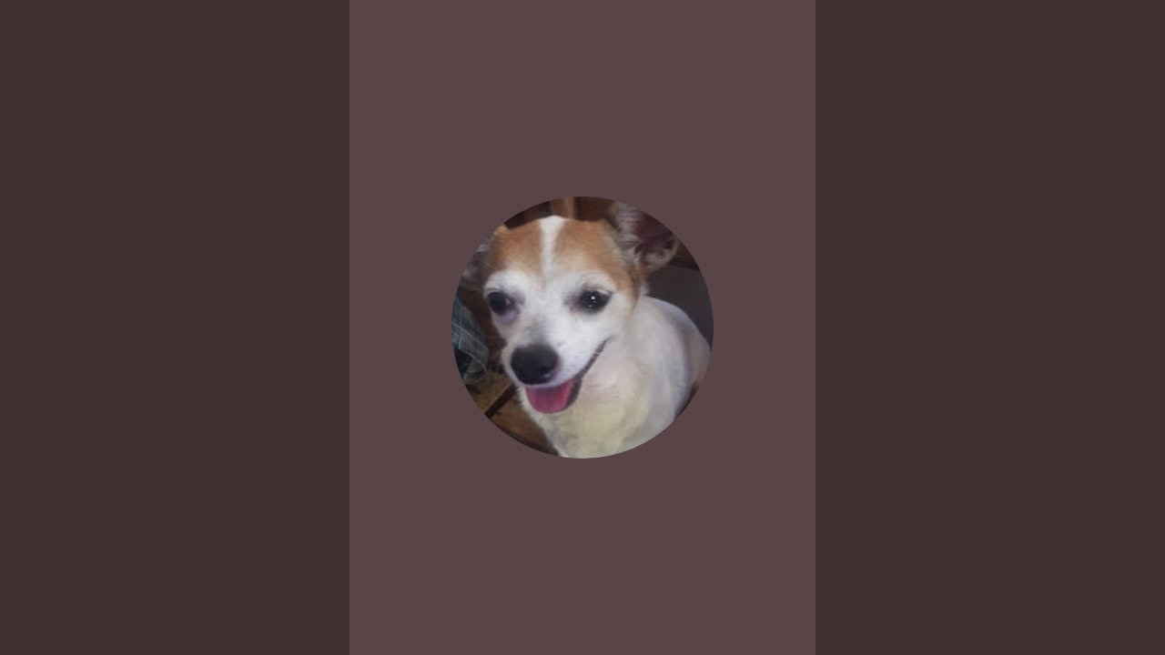 ALONA'S DOG LOVER is live!