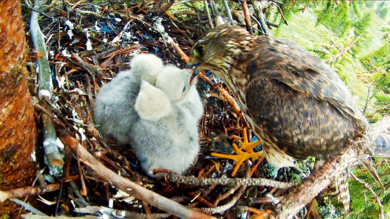 CHICKS IN THE NEST  |  Merlin Falcon Family Part 2/3