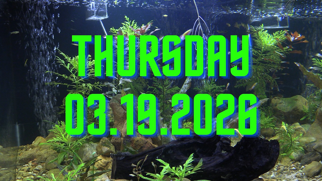 MSGR Library Aquarium 24/7 Livestream!