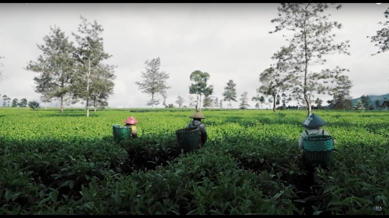 A Glimpse of Indonesia's Finest Tea