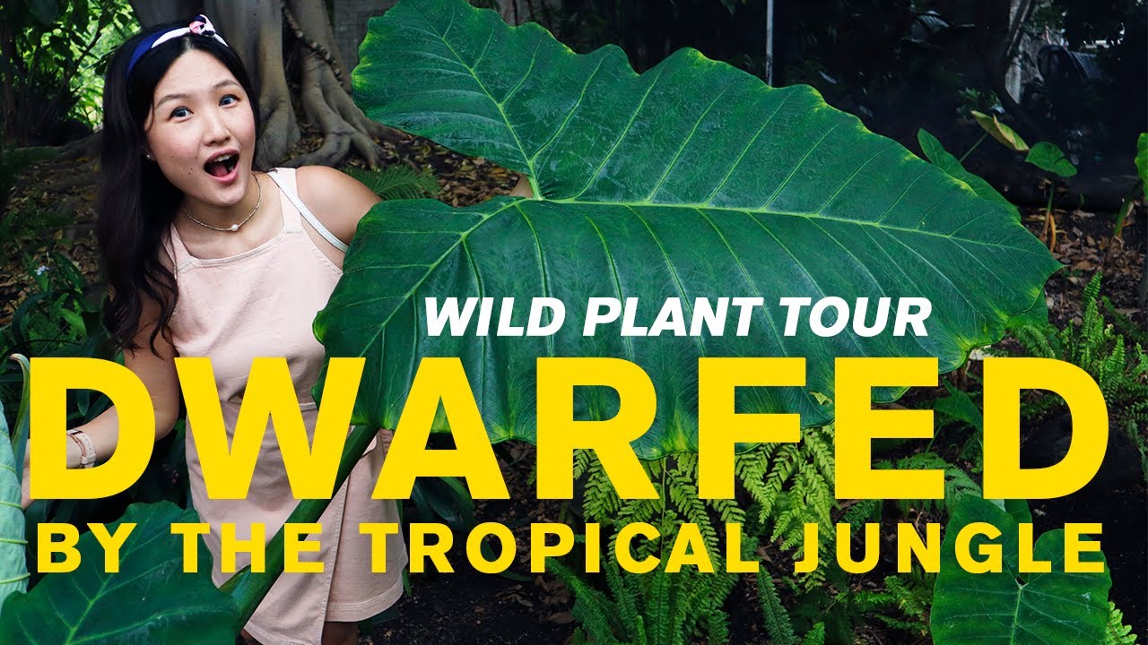 RARE TROPICAL PLANT GREENHOUSE TOUR | MASSIVE WILD MONSTERA DELICIOSA, 5FT COLOCASIA | LA Arboretum