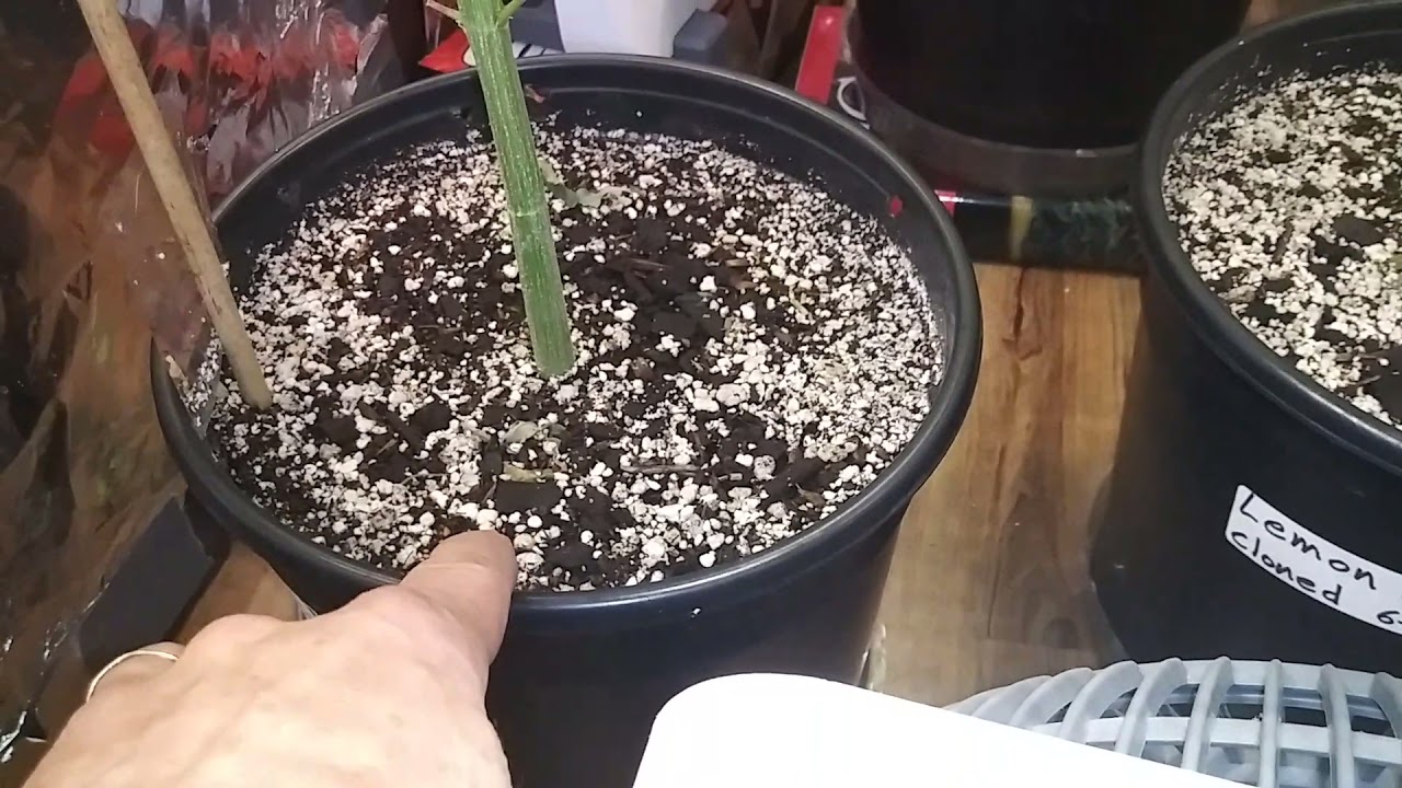 3 Weeks In Flower!!! Plus Germinating Pure Haze & Green Crack!!!