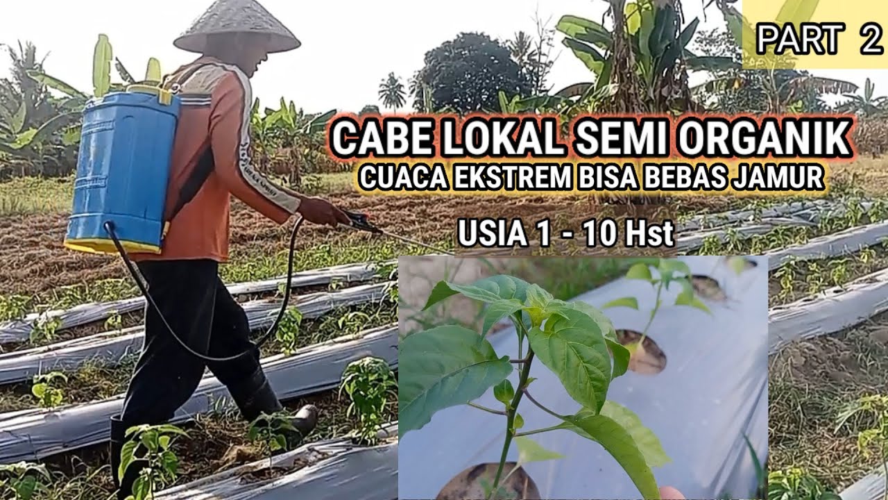 CABE RAWIT SEMI ORGANIK BISA BEBAS JAMUR MESKIPUN CUACA EKSTREM