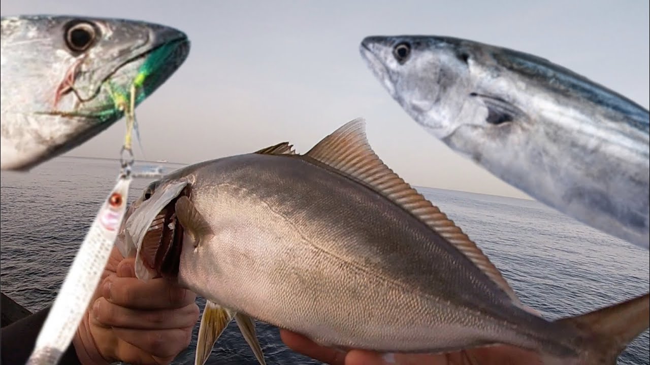 SHORE JIGGING Tenerife- buscando MEDREGAL