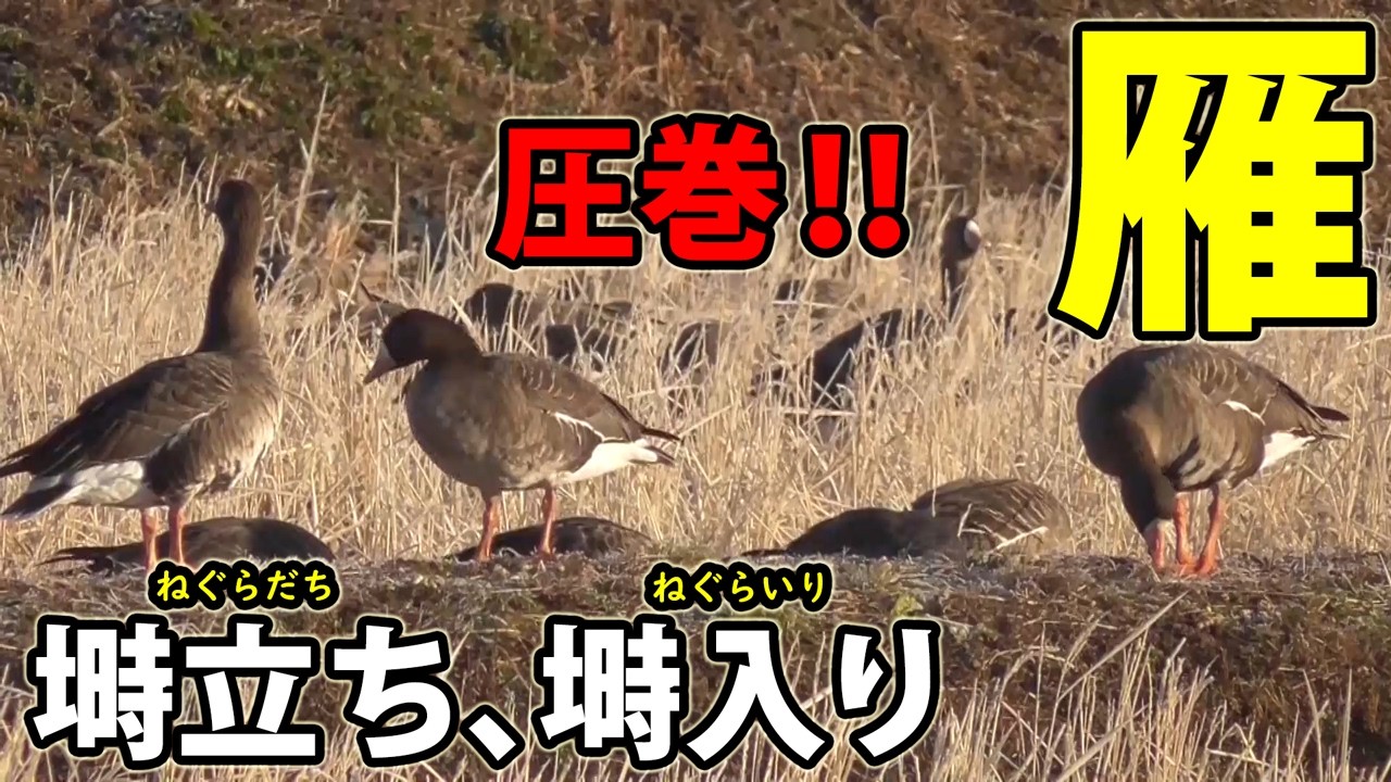 【雁・冬の風物詩】シベリアから宮城、栗原市，登米市，大崎市に飛来するマガンの一日｜家族の絆｜