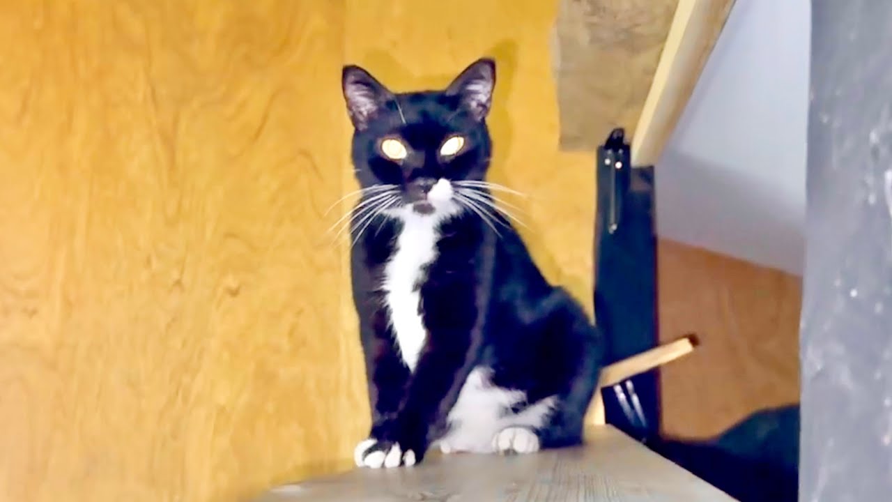 変な動きをする猫達