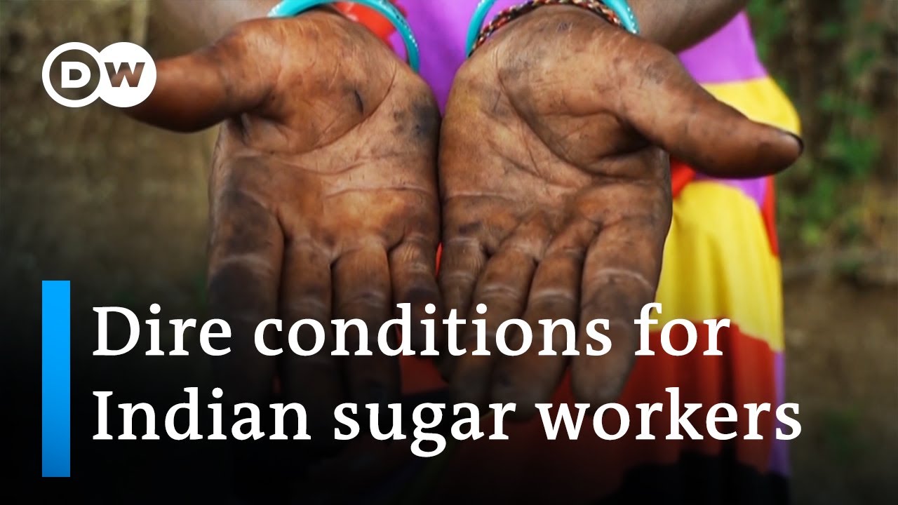 India's largest sugarcane producer leaves workers in debt and poverty | DW Business