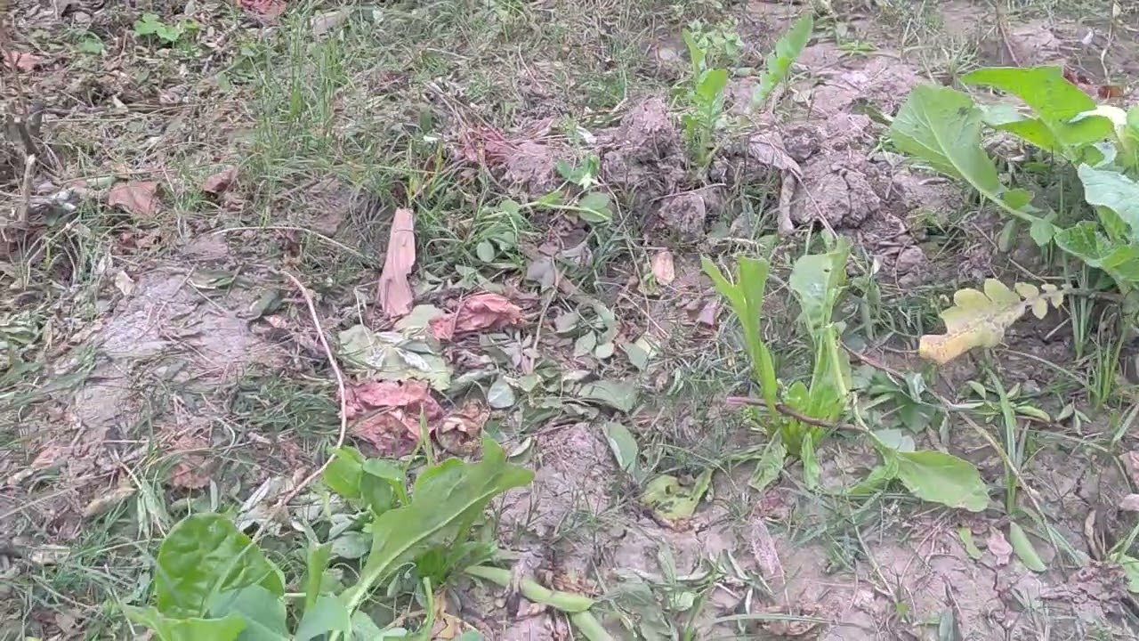 हमारे घर की बगिया 