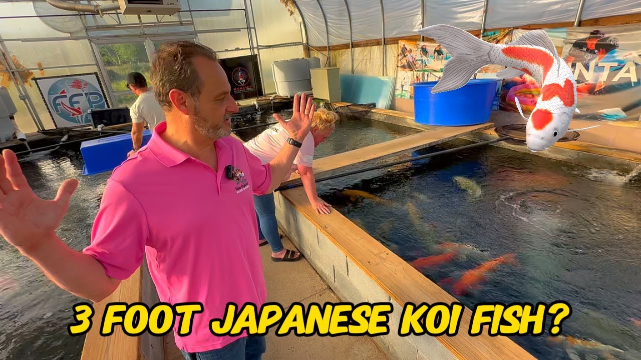 We Visited Fitz's Fish Farm and Garden State Koi!