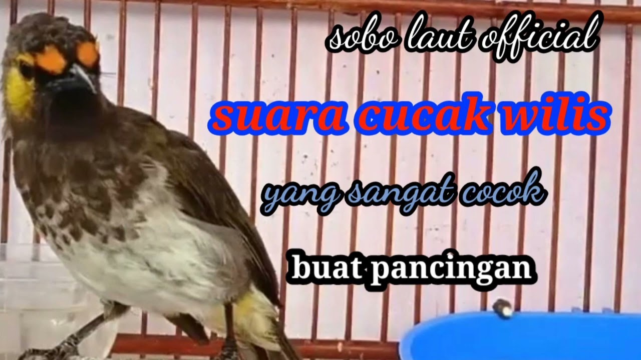 suara cucak wilis// suara keras sangat cocok buat pancingan