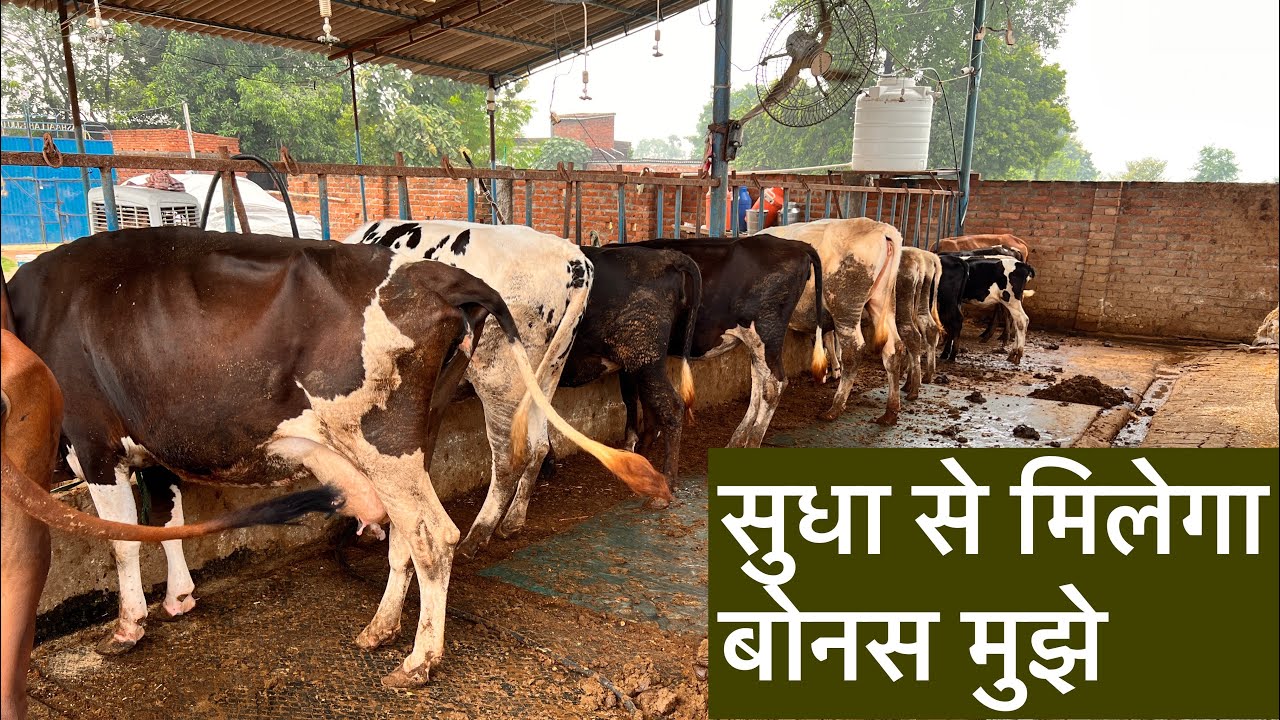 इतना मिलेगा सुधा डेरी से बोनस मुझे // ejju ki business ideas ejju dairy farm arwal bihar