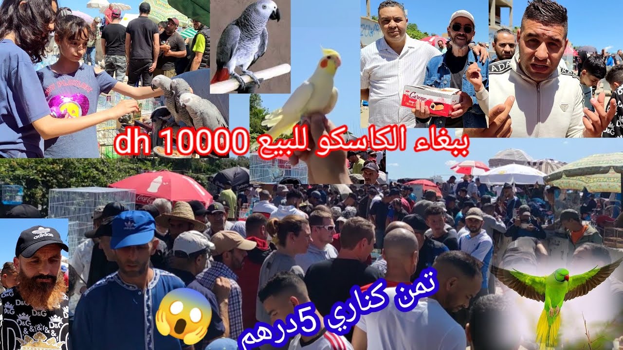 سوق طيور بطنجة🦜 ببغاء الكاسكو 😱وببوغات الأخرى💰 نصائح 👈🦻حول طيور مع بأحمد 💪جزولي وبامحمد الغريسي ❓🤫❓