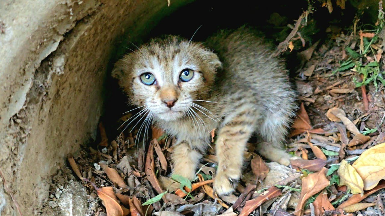 Little kittens who took refuge in the hole waiting for mother cat.