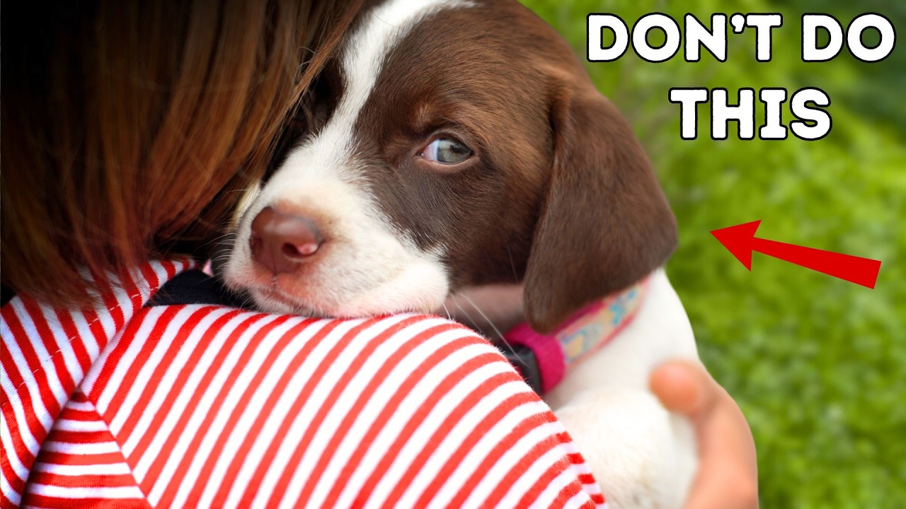 Stop Doing This! 10 Things Dogs Hate That Humans Do
