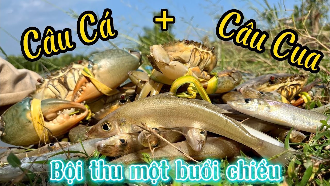 Câu được Cua Càng Trắng kì lạ - Buổi chiều Câu Cá,Câu Cua lúc nước chãy.