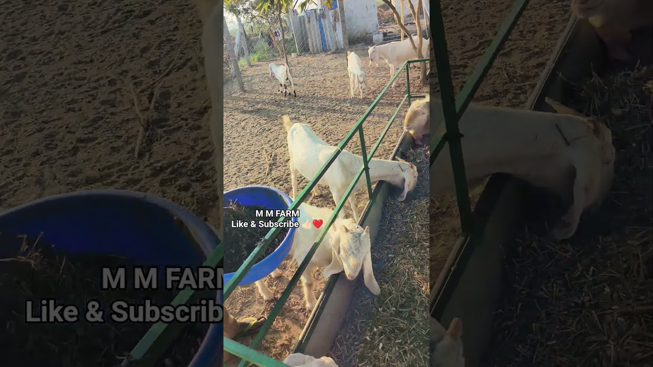 M M FARM (Goat Breeding Setup) 