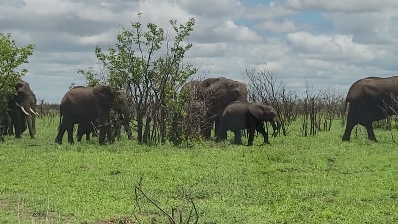 2 herds of Elephants on s143