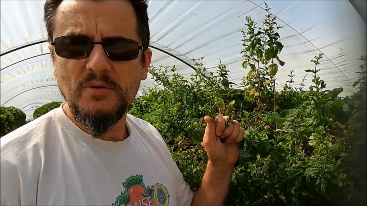 Bruno producteur de fraises