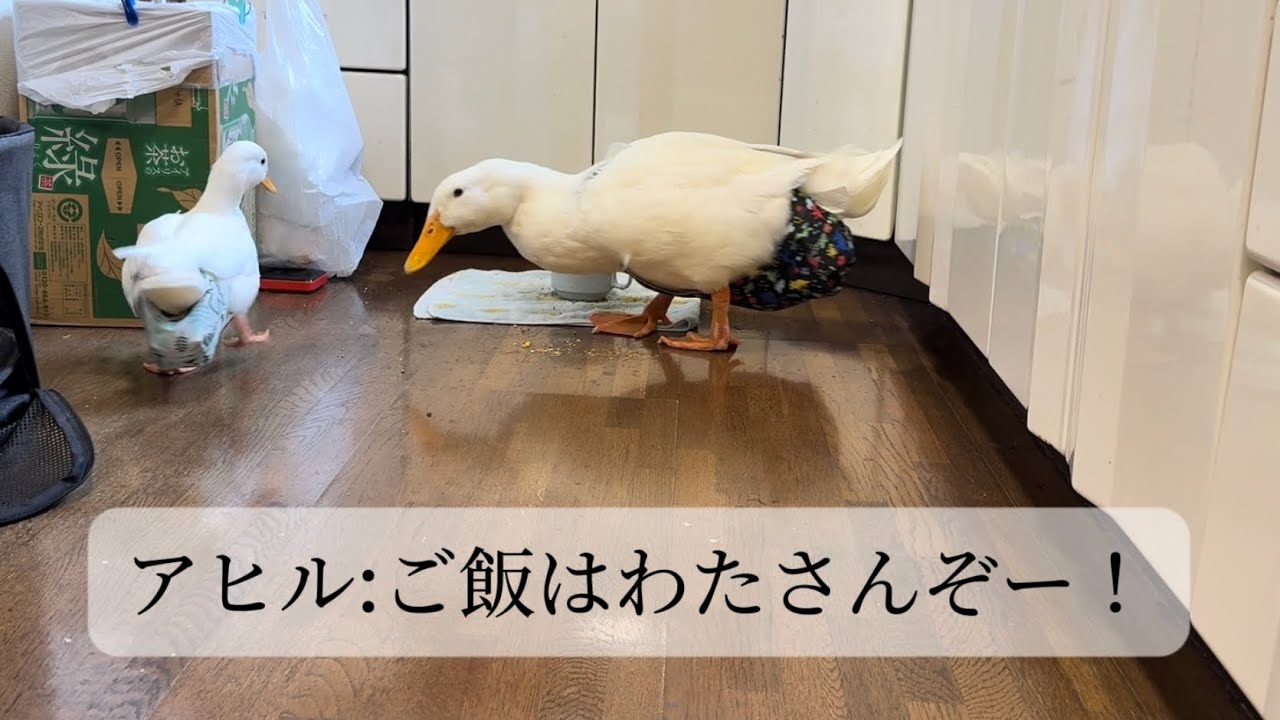 アヒルとアチャモのお泊まり　2026.2.6(金)