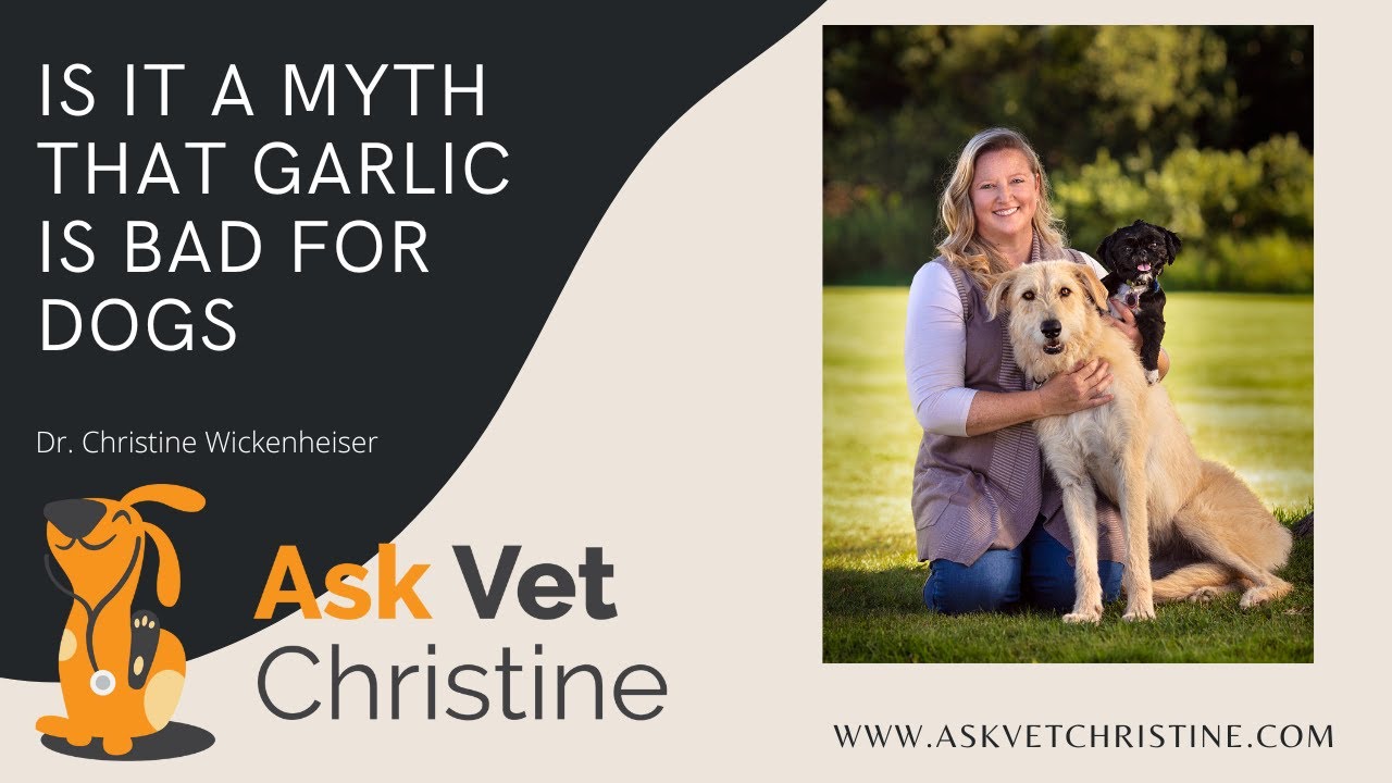 Is it a myth that garlic is bad for dogs?