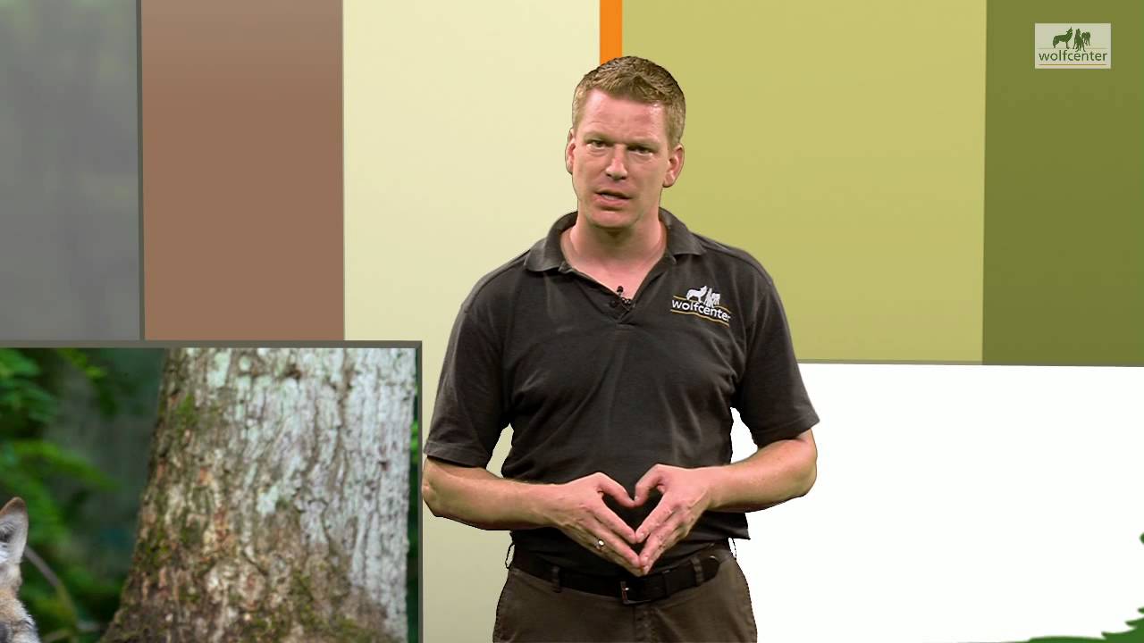 Wölfe Mufflon Wildtiere Felskletterer Jagen Reißen Muffelwild - Wolfcenter Dörverden - by schuhplus
