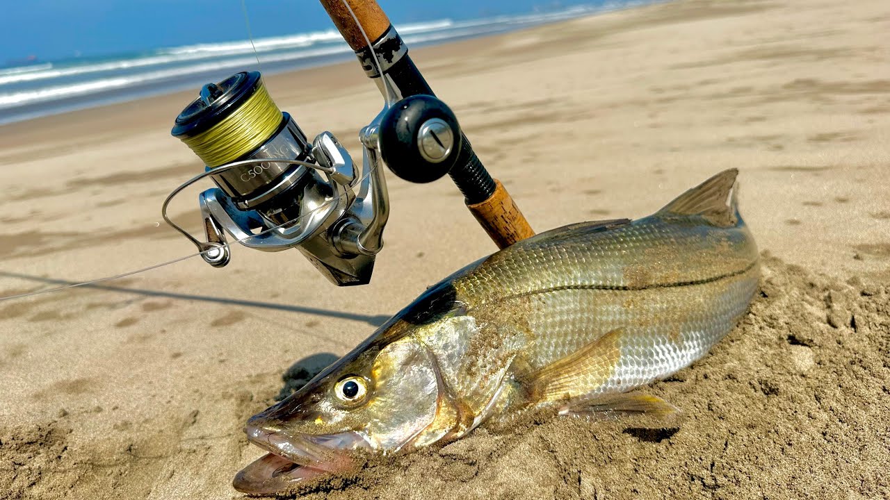 Pesca de RÓBALOS y PARGOS en la PLAYA con CAMARÓN ARTIFICIAL.